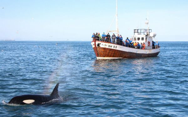 Where to Watch the Whales