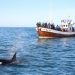 Where to Watch the Whales