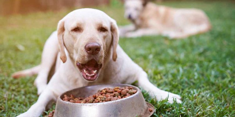 Nutro Pet Foods – Learn About This Brand of Dog Food