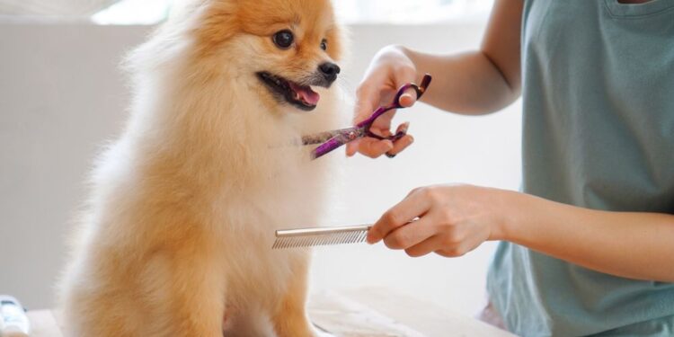 Pampering Pets: The Art and Business of Pet Care and Grooming