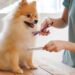 Pampering Pets: The Art and Business of Pet Care and Grooming