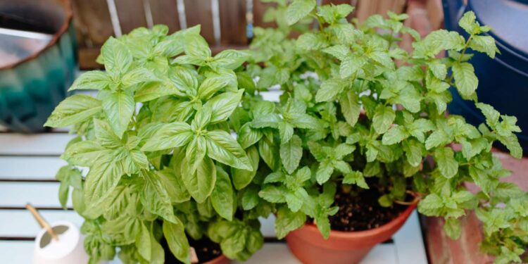 Growing And Using Herb Plants For Culinary Delights