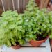 Growing And Using Herb Plants For Culinary Delights
